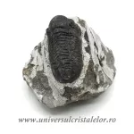 Trilobit Trilobit