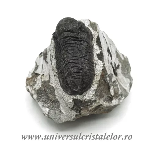 Trilobit Trilobit