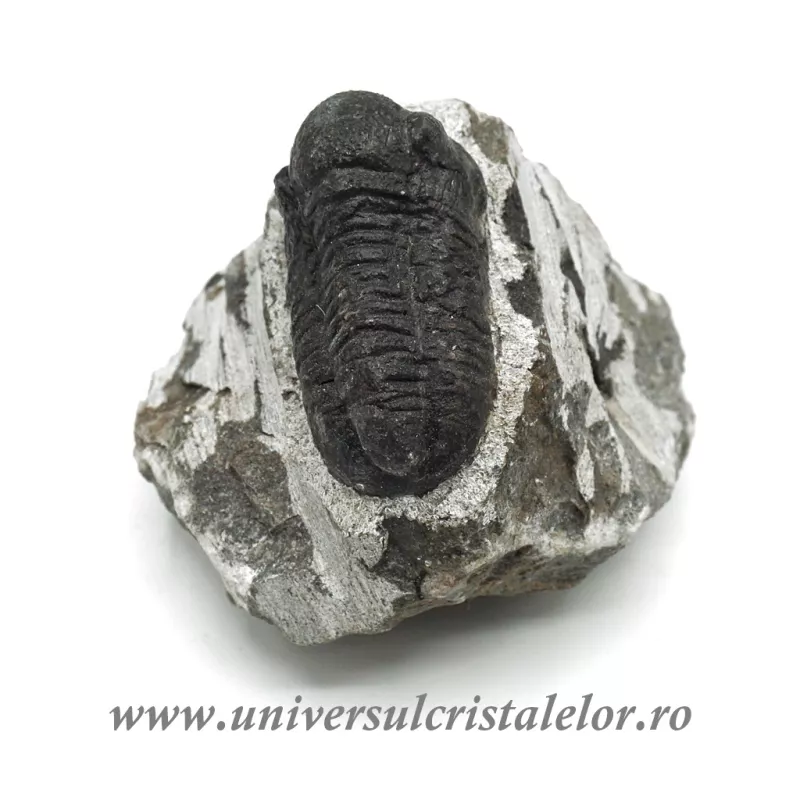 Trilobit Trilobit