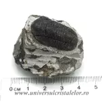 Trilobit Trilobit