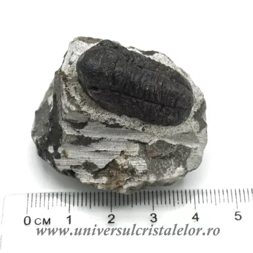 Trilobit Trilobit