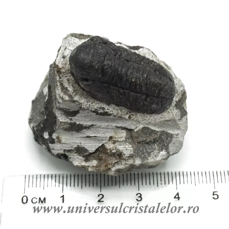 Trilobit Trilobit