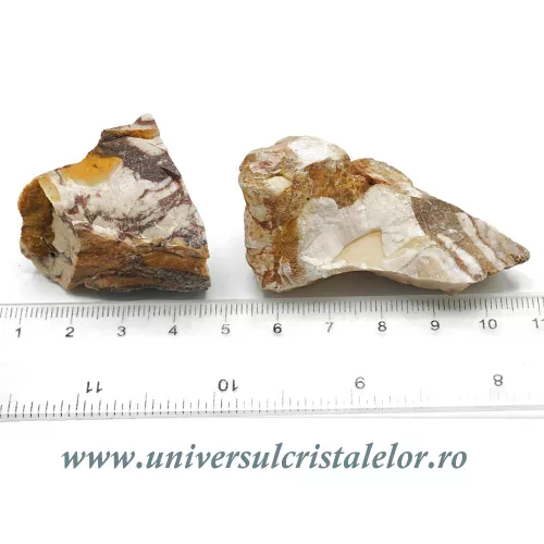 Jasp zebra Jasp zebra