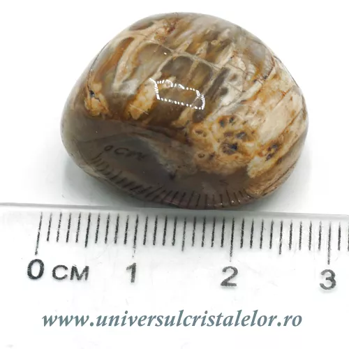 Lemn pietrificat piatra rulata Lemn pietrificat piatra rulata