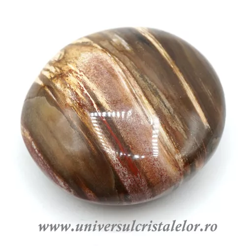 Lemn pietrificat polisat