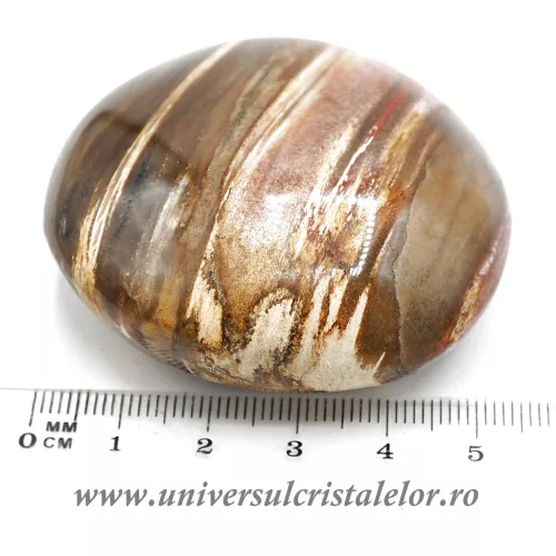 Lemn pietrificat polisat