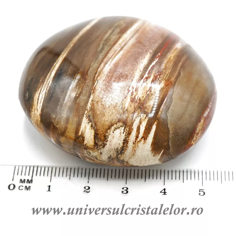 Lemn pietrificat polisat