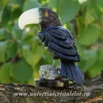 Figurina onix tucan m1