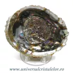 Scoica paua Scoica paua