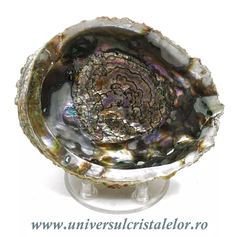 Scoica paua Scoica paua