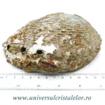 Scoica paua Scoica paua