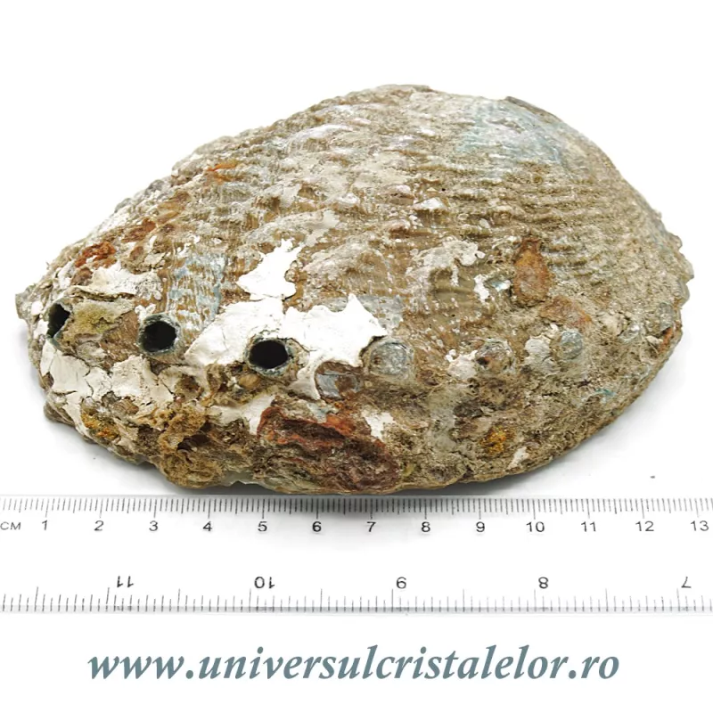 Scoica paua Scoica paua