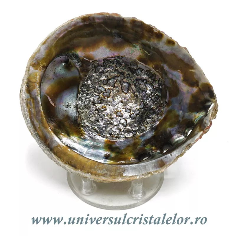 Scoica paua Scoica paua