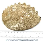 Scoica paua Scoica paua