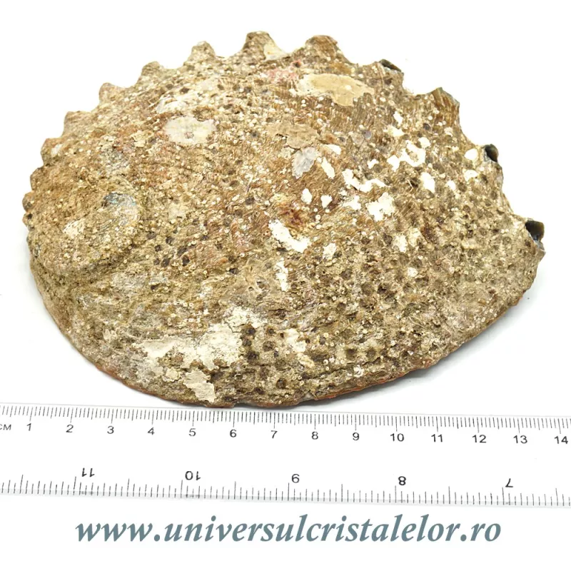 Scoica paua Scoica paua