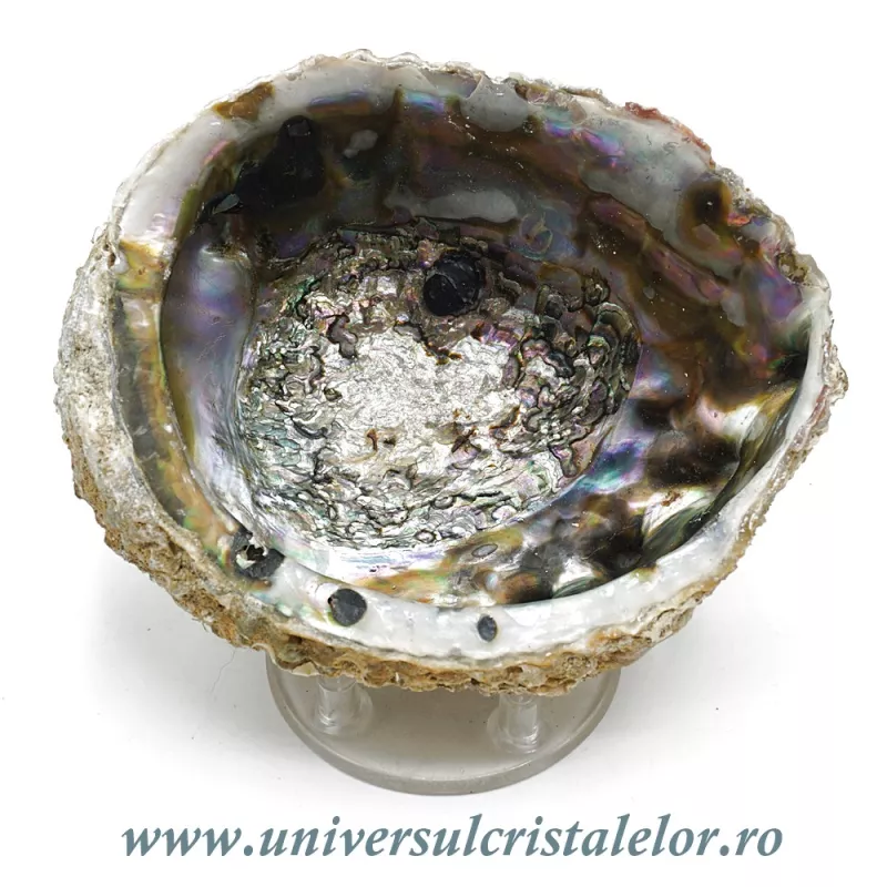 Scoica paua Scoica paua