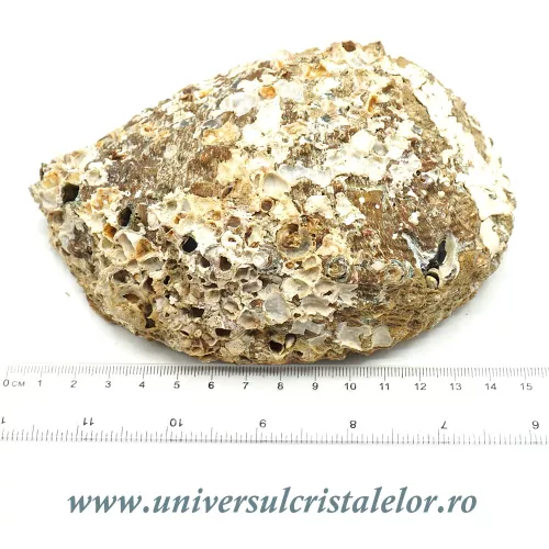 Scoica paua Scoica paua