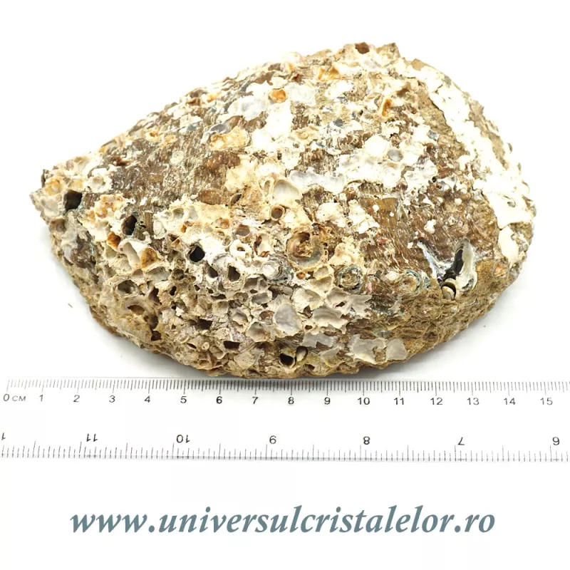 Scoica paua Scoica paua