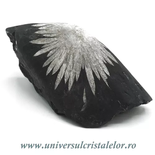 Piatra crizantema Piatra crizantema
