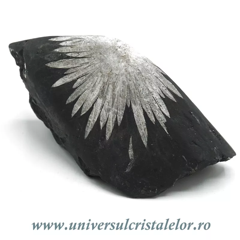 Piatra crizantema Piatra crizantema