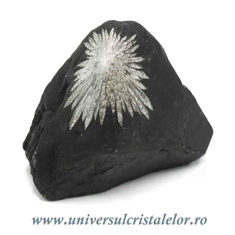 Piatra crizantema Piatra crizantema