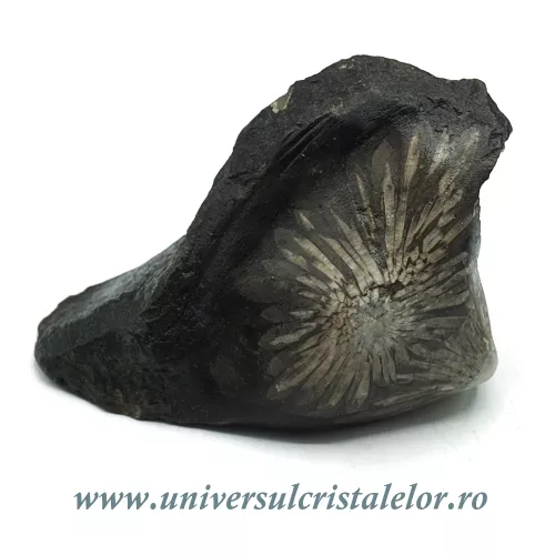 Piatra crizantema Piatra crizantema