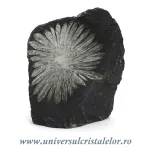 Piatra crizantema Piatra crizantema