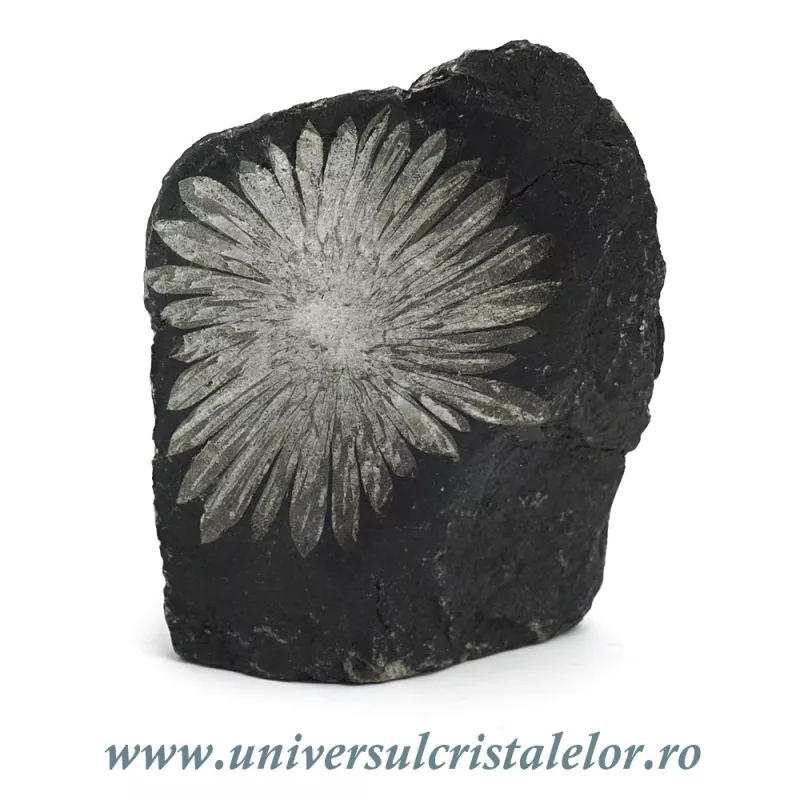 Piatra crizantema Piatra crizantema