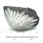 Piatra crizantema Piatra crizantema