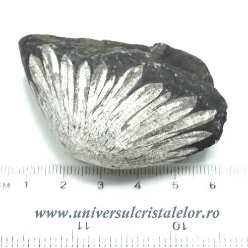Piatra crizantema Piatra crizantema