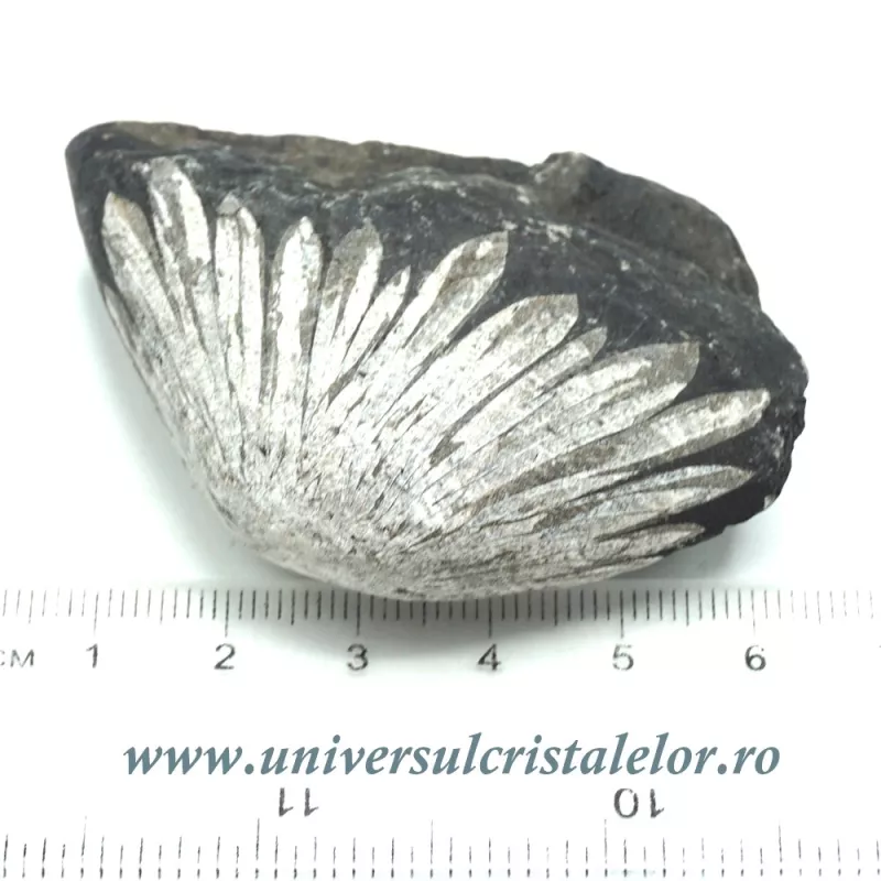 Piatra crizantema Piatra crizantema