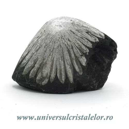 Piatra crizantema Piatra crizantema
