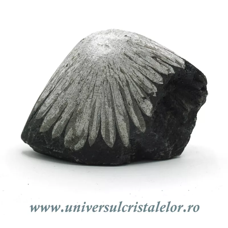 Piatra crizantema Piatra crizantema