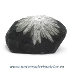 Piatra crizantema Piatra crizantema
