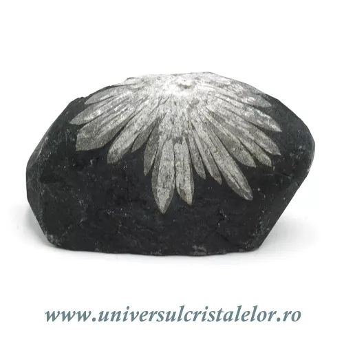Piatra crizantema Piatra crizantema