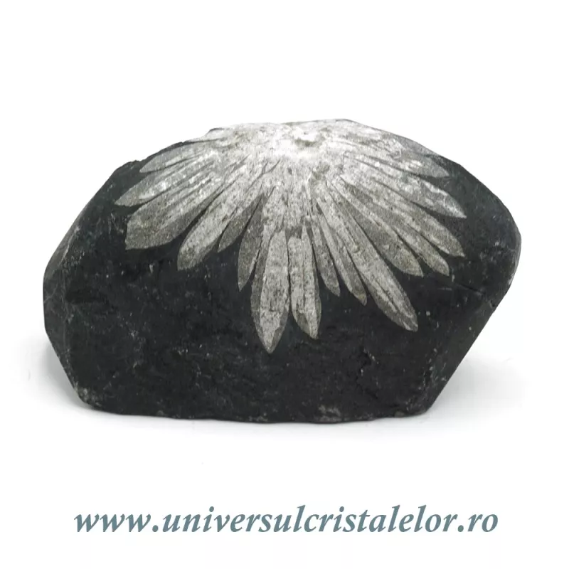 Piatra crizantema Piatra crizantema