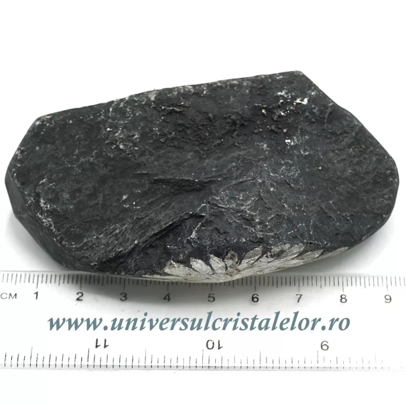 Piatra crizantema Piatra crizantema