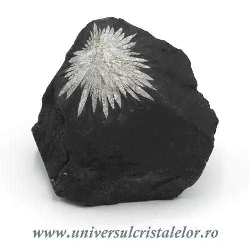 Piatra crizantema Piatra crizantema
