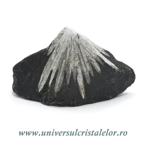 Piatra crizantema Piatra crizantema
