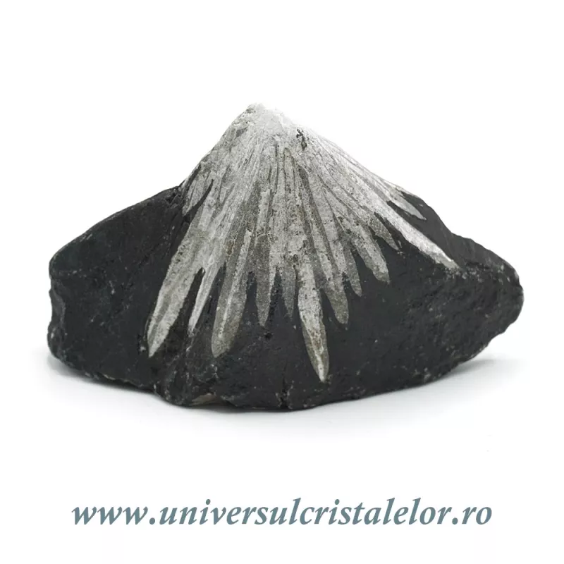 Piatra crizantema Piatra crizantema