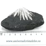 Piatra crizantema Piatra crizantema