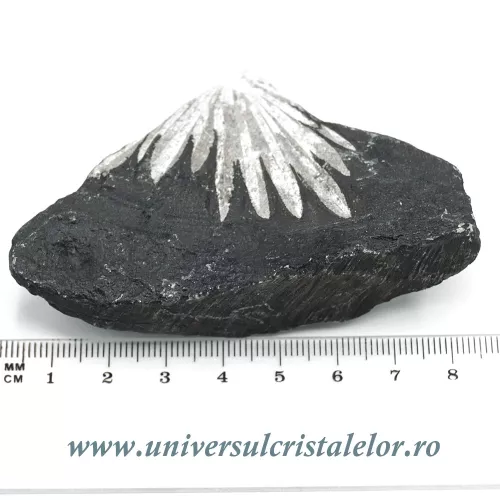 Piatra crizantema Piatra crizantema