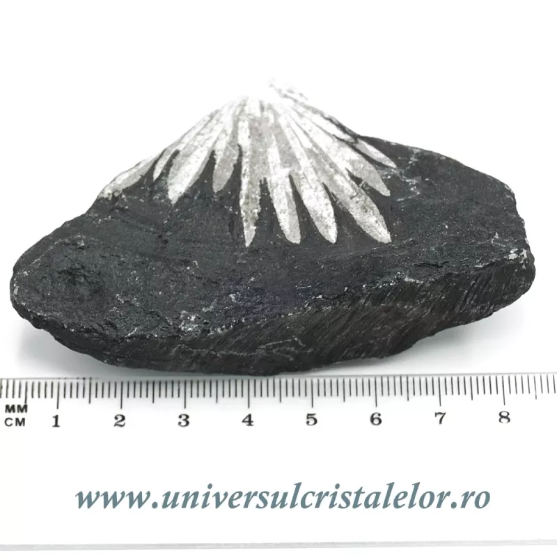 Piatra crizantema Piatra crizantema