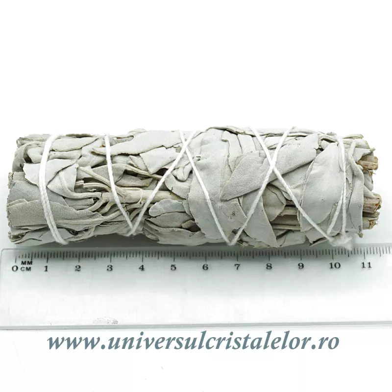 Salvie alba Salvie alba
