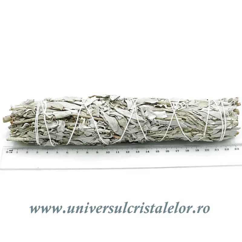 Salvie alba Salvie alba