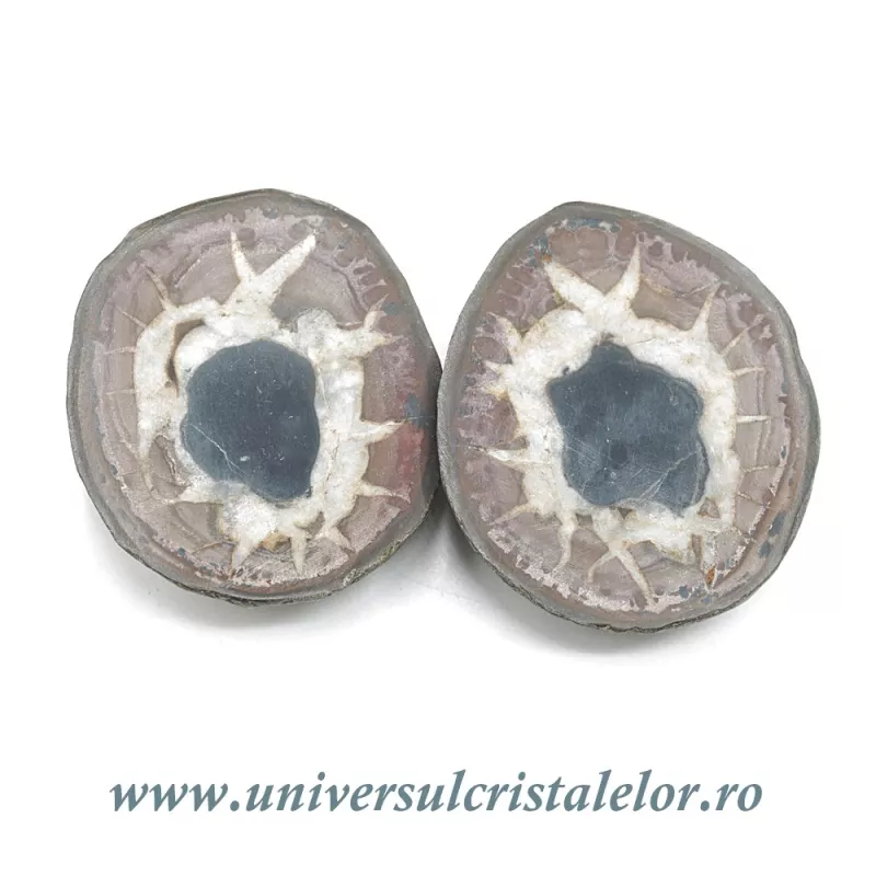 Septaria pereche Septaria pereche