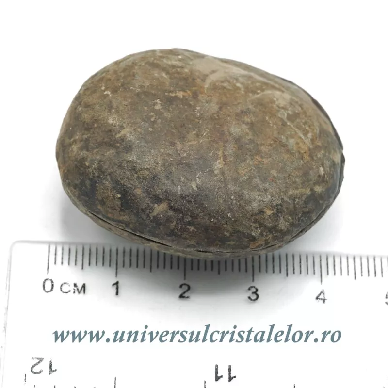 Septaria pereche Septaria pereche