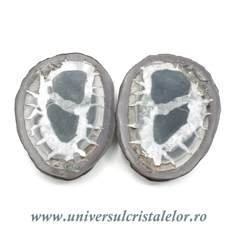 Septaria pereche Septaria pereche