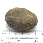 Septaria pereche Septaria pereche