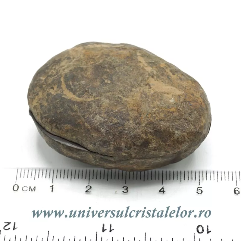 Septaria pereche Septaria pereche